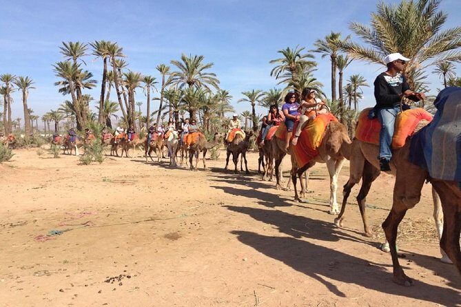 Camel Ride in Marrakech Palm Grove - The Practicalities: Transportation, Price, and Booking
