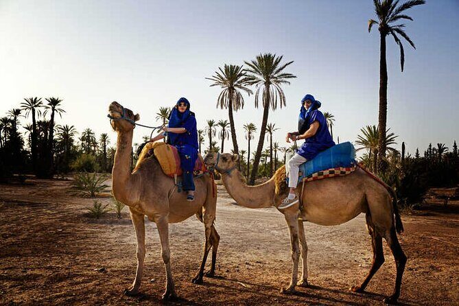 Camel Ride in the Palm Grove of Marrakech - Who Will Love This Tour?