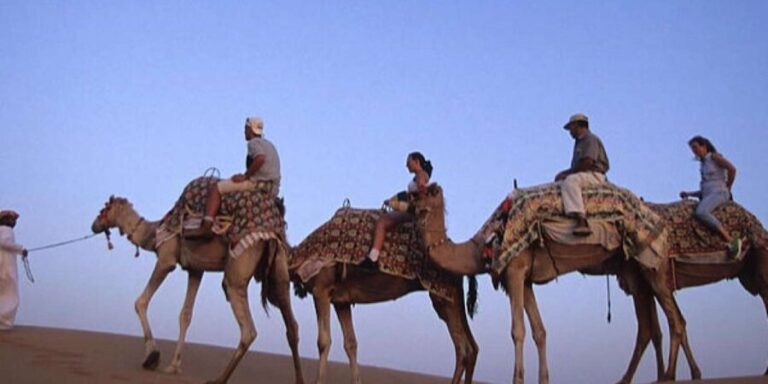 Camel Ride in the Palm Grove of Marrakech - Who Will Love This Tour?