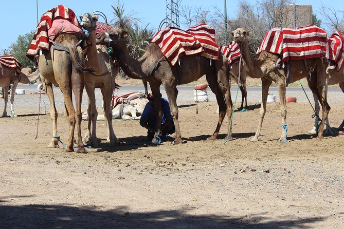 Camel Ride in the Palmeraie of Marrakech - What Visitors Say