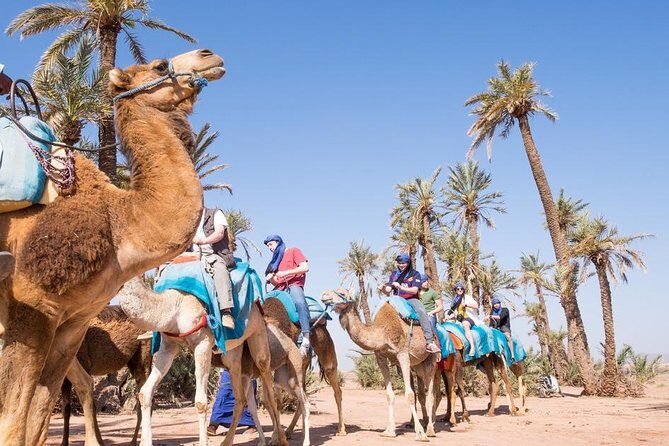 Camel Ride Near To Marrakech - What to Expect from the Tour