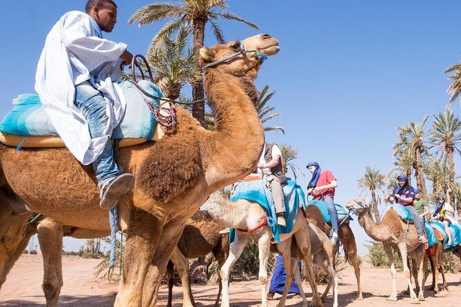 camel ride on the palm grove marrakech - The Small Group Experience