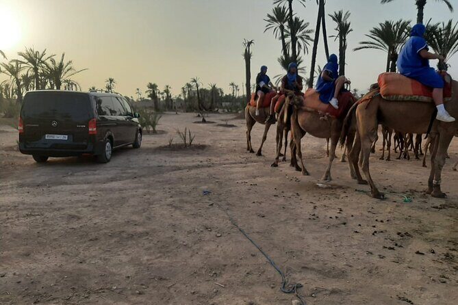 Camel Ride Through Marrakech's Palm Grove - Authenticity and Traveler Experience