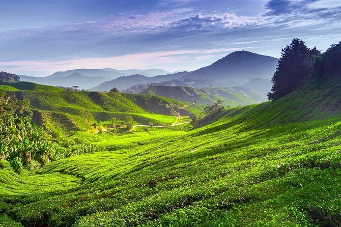 Cameron Highland Day Tour From Kuala Lumpur With Lunch Local food - The Journey: What to Expect