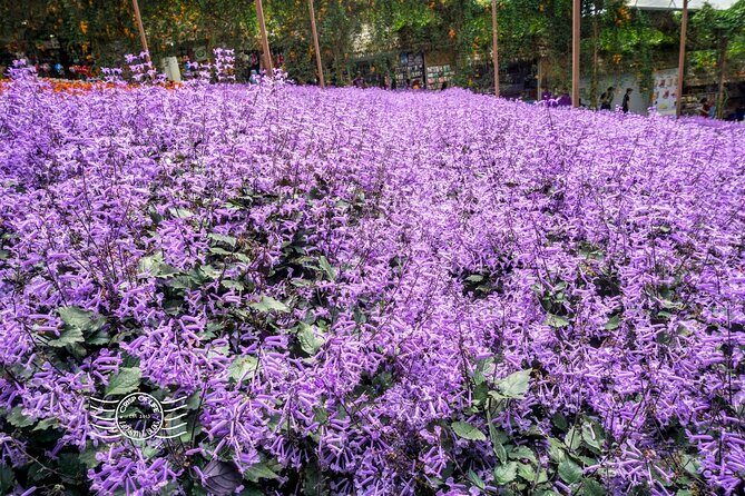 Cameron Highlands Day Tour from Ipoh with Mossy Forest - Who Will Love This Tour?