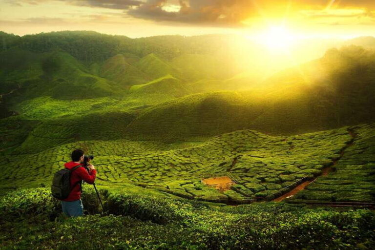 Cameron Highlands Private Tour with Tea Plantation Visit - The Real-World Experience: The Good and the Bad