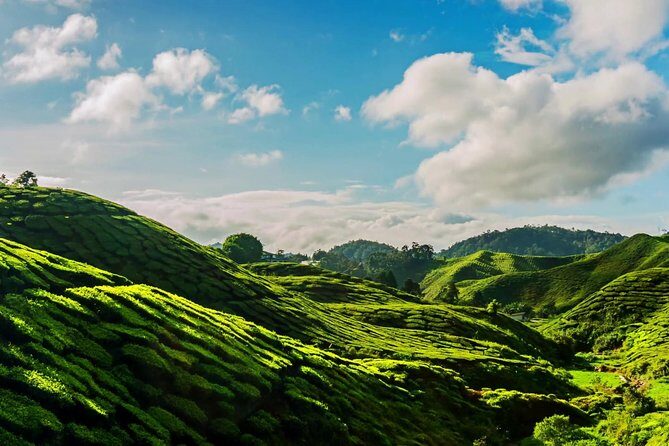 Cameron Highlands Tour on Private Basis - What’s Included and What’s Not