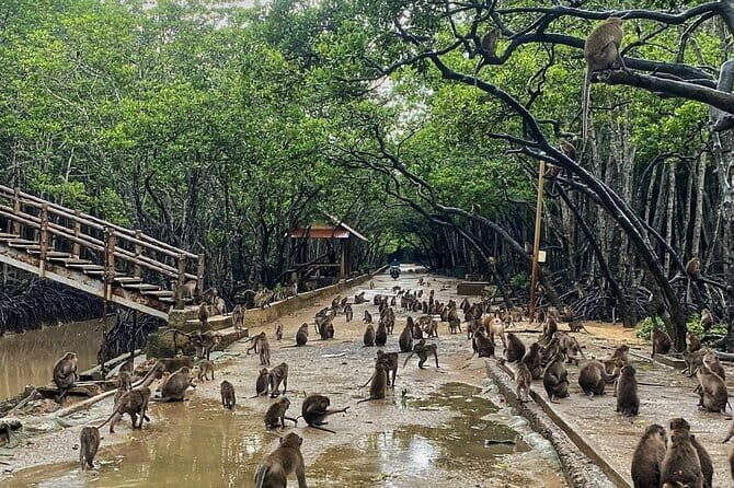 Can Gio Mangrove Forest Island Private Tour From Ho Chi Minh City - Why This Tour Offers Genuine Value