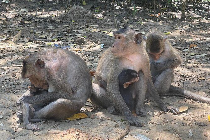 Can Gio Mangroves - Monkey Island by Motorbike and Scooter - The Practicalities and What You Should Know