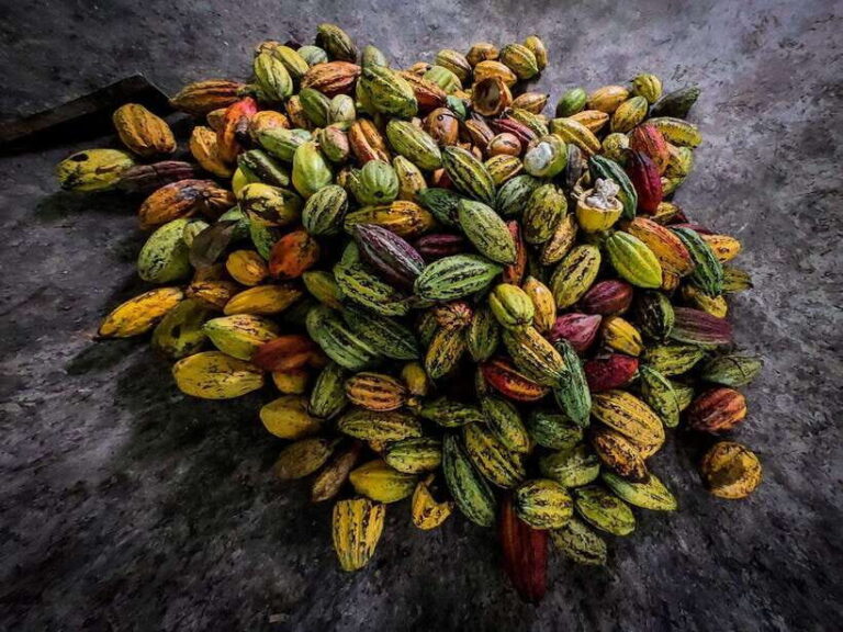 Can Tho: Floating Market & Cycling & Cacao Farm & Rice Field - Analyzing the Value