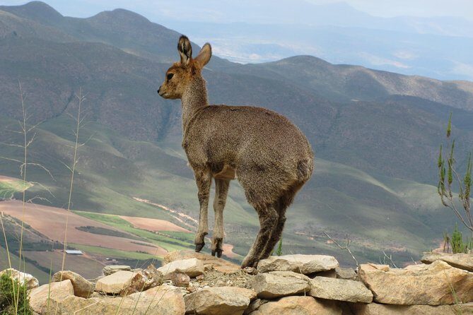 Cango Caves, Swartberg Pass, Prince Albert & Meiringspoort Daytrip