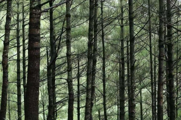 Cangshan Mountain: Mindful Hiking and Organic Homemade Food - A Deeper Look at the Stops and Highlights