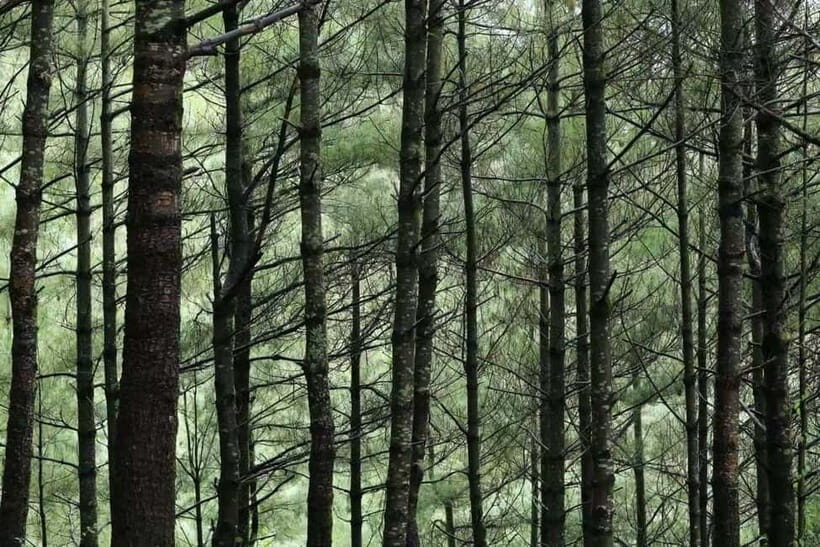 Cangshan Mountain: Mindful Hiking and Organic Homemade Food - A Deeper Look at the Stops and Highlights