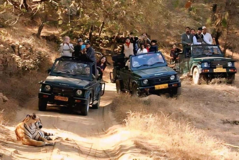 Canter Safari: Skip-the-line Entry Ranthambore Tiger Reserve - Who Should Consider This Safari?