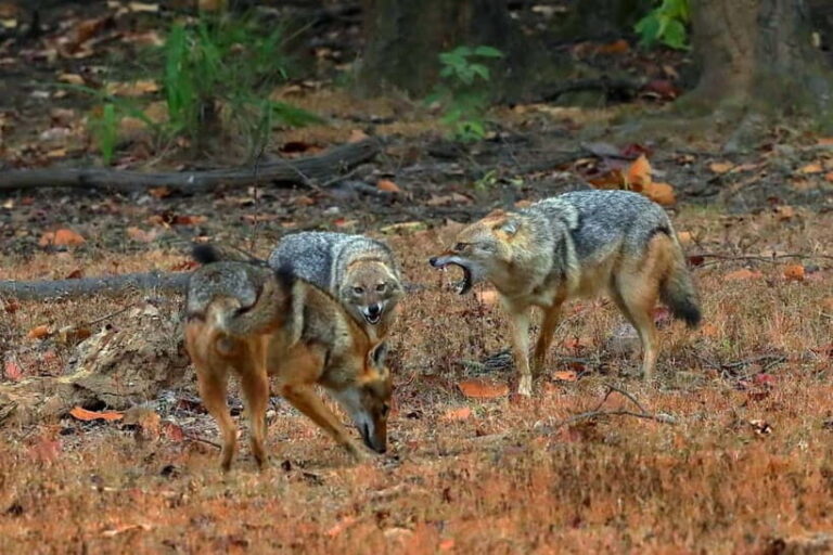 Canter Safari: Skip-the-line Entry Ranthambore Tiger Reserve - What’s Included and What’s Not