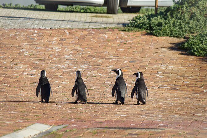 Cape Agulhas Full Day tour - The Practical Side: Transportation, Timing, and Guides