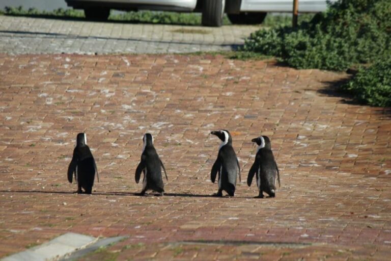 Cape Agulhas, Hermanus & Stoney point Penguins full Day Tour - What’s Included and What to Keep in Mind