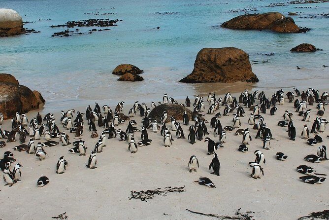 Cape Of Good Hope and Penguins Full Day Small Group Tour from Cape Town - FAQ