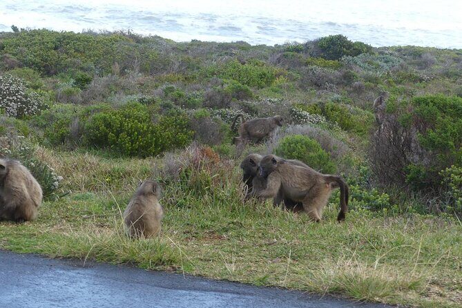 Cape of good hope and penguins small group Tours - Who Will Love This Tour?