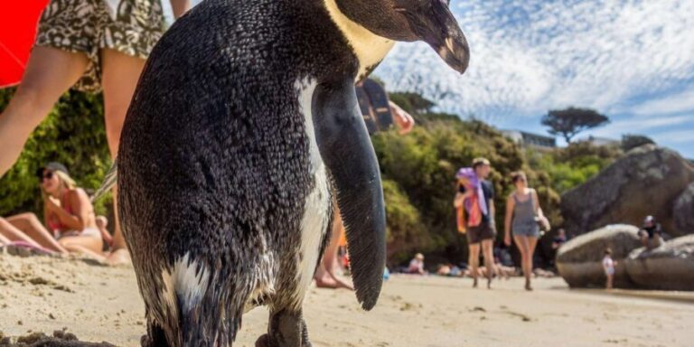 Cape of Good Hope, Chapman's Peak Drive, Penguins , Seals - An In-Depth Look at the Itinerary