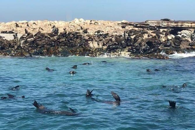Cape of Goodhope Tour a Full Day Exploring the Cape Peninsula - What Travelers Say