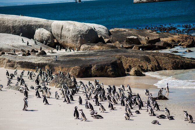 Cape Peninsula & Boulders Beach Day Trip from Cape Town - The Sum Up