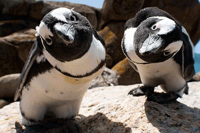 Cape Peninsula Cape of Good Hope and Penguins Tour in Cape Town - Practical Tips for Your Trip