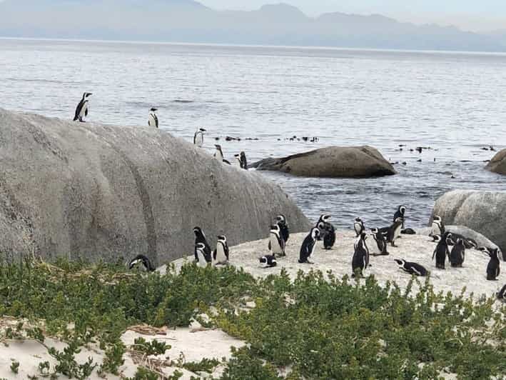 Cape Peninsula: Cape of Good Hope & Boulders Beach Penguins - Exploring the Cape Peninsula: What You Can Expect