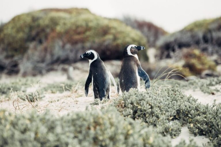 Cape Peninsula Shared Half-Day Tour - The Highlights: Scenery, Wildlife, and Local Flavor