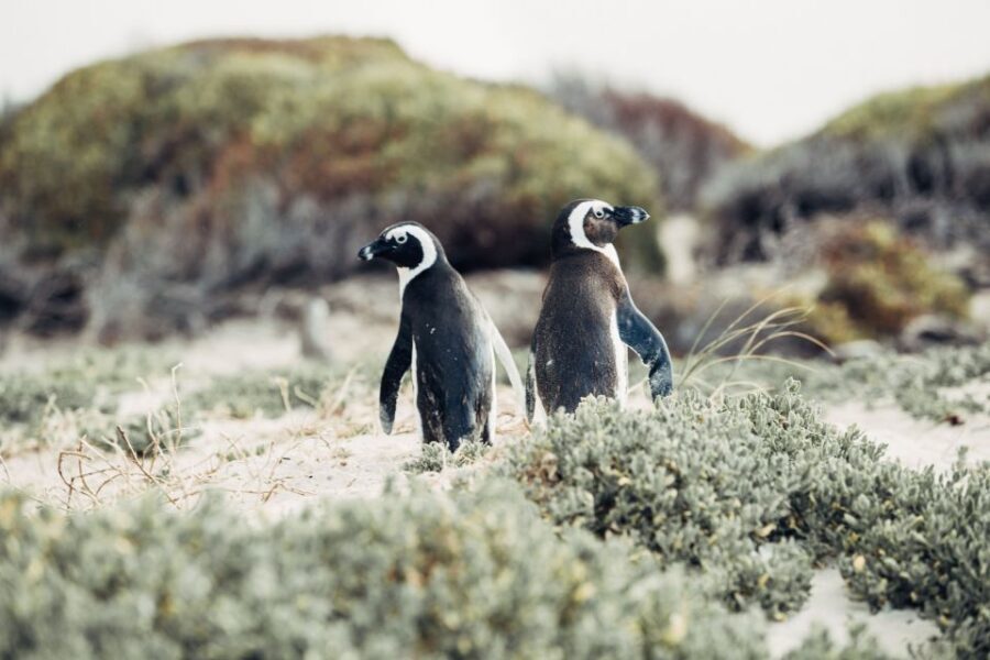Cape Peninsula Shared Half-Day Tour - The Highlights: Scenery, Wildlife, and Local Flavor