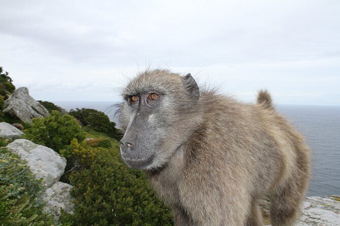 Cape Point and Cape of Good Hope day tour Up to 10 persons - Authentic Experiences and Real-World Feedback