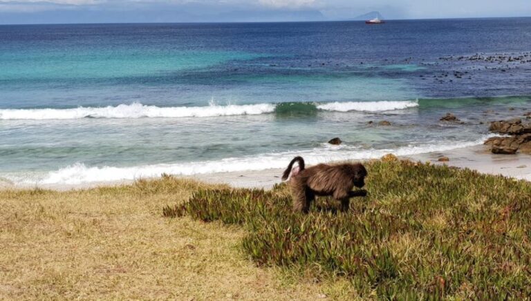 Cape Point & Penguins: Private Cape Peninsula Tour. - The Experience of Guides and Flexibility