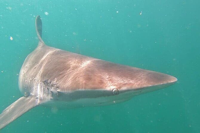 Cape Shark Diving Adventures - The Sum Up