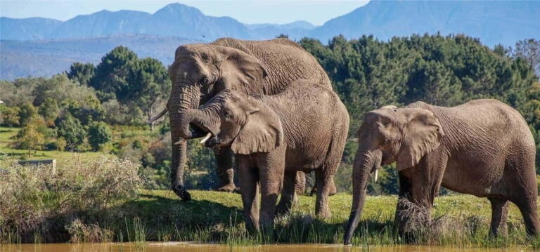 Cape Town: 4-Day Garden Route Adventure - What’s Included and What’s Not