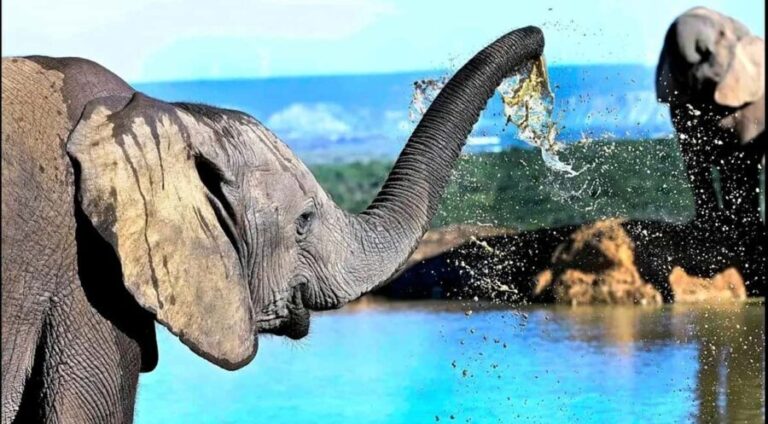 Cape Town: 5-Day Garden Route &Addo Elephant Port Elizabeth - What’s Included & What’s Not
