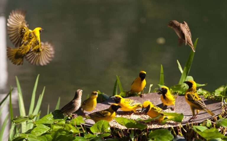 Cape Town: 5-Day Garden Route Tour with Accommodation - Practical Details and What to Expect