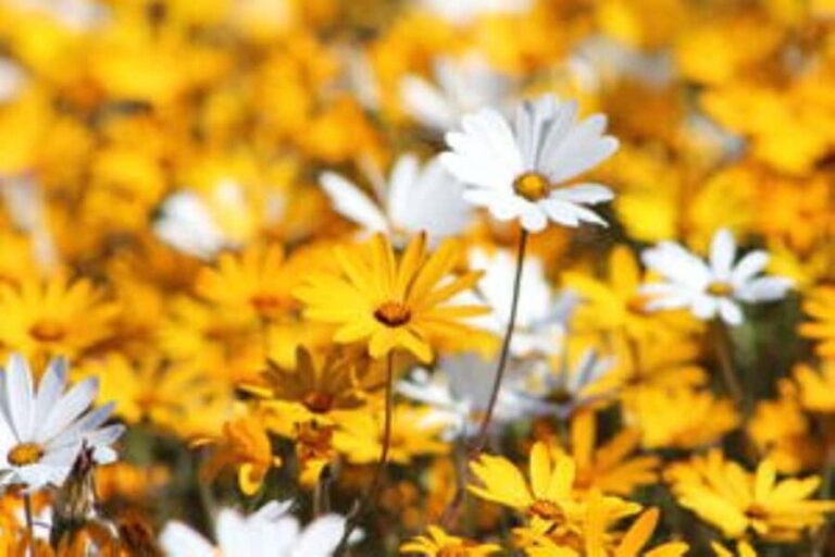 Cape Town: 5-Day West Coast Flower Tour - Who Should Consider This Tour?