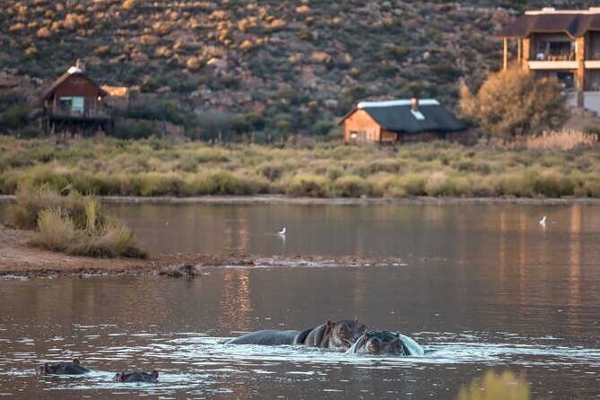Cape Town Aquila Afternoon Safari with transport and lunch - The Itinerary and Experience
