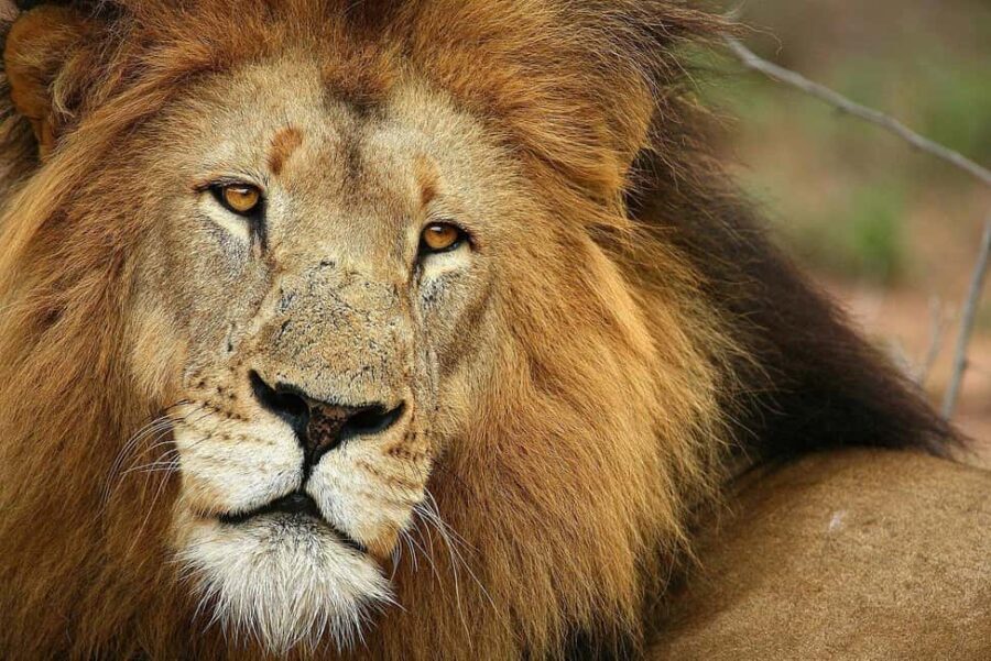 Cape Town: Aquila Game Reserve Safari with Breakfast & Lunch - Dining and Relaxation: Meals and Pool Time