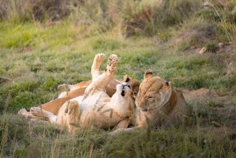 Cape Town: Aquila game Reserve Safari with Wine tasting - The Wine Experience: More Than Just a Tasting