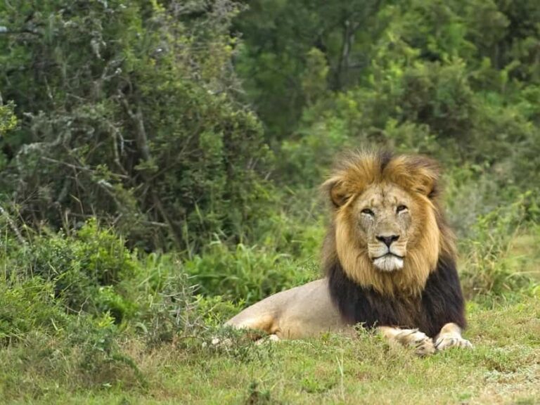 Cape Town: Aquila Private Game Reserve Sunset Safari - What You’ll Experience on the Sunset Game Drive