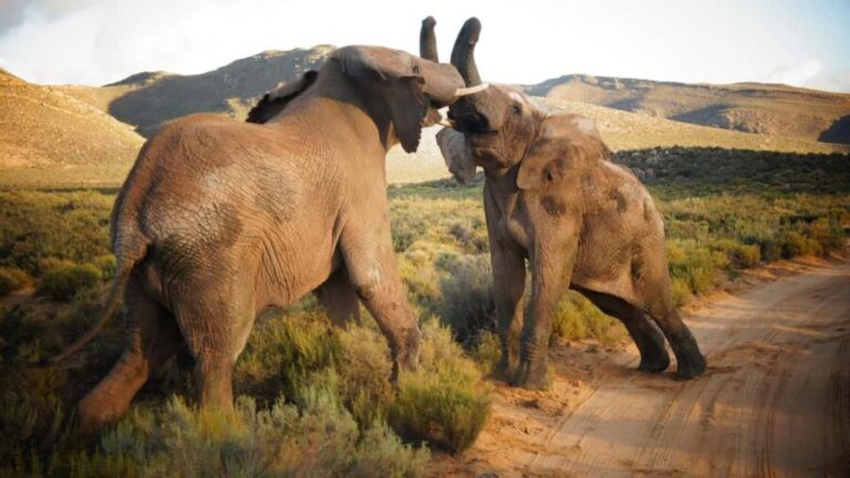 Cape Town: Big Five Safari and Breede River Valley Day Trip - The Itinerary Breakdown
