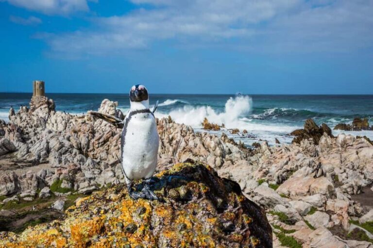Cape Town: Boulders Beach Penguin Watching Half-Day Tour - Why This Tour Offers Real Value