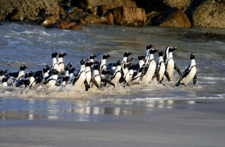 Cape Town: Cape of Good Hope & Penguin Colony Entry Ticket - Final Thoughts: Is This Tour Worth It?