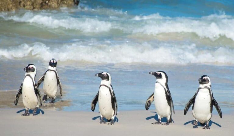 Cape Town: Cape Peninsula and Penguins Full-Day Tour - Analyzing the Value: What’s Included and What’s Not
