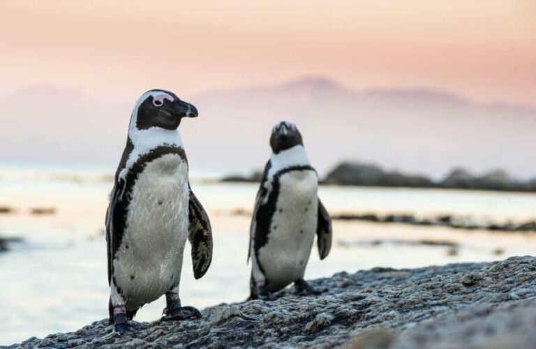 Cape Town: Cape Point, Boulders Beach, and Simon's Town Tour - Key Points