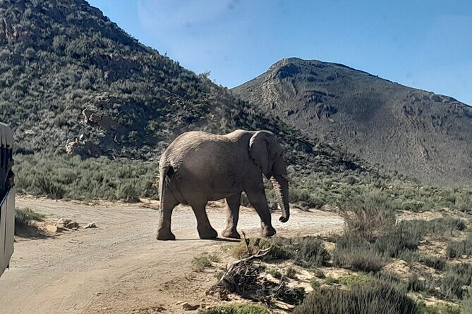 Cape Town Full Day Aquila reserve safari - Authenticity and Reviews