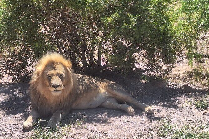 Cape Town Full Day Private Aquila Game Reserve Big 5 Safari - What to Expect at Aquila