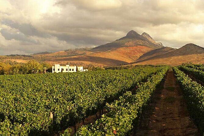 Cape Town Giraffe House, Cheetah Encounter and Wine Tasting Tour - How the Experience Comes Alive: Authentic Experiences and Honest Feedback