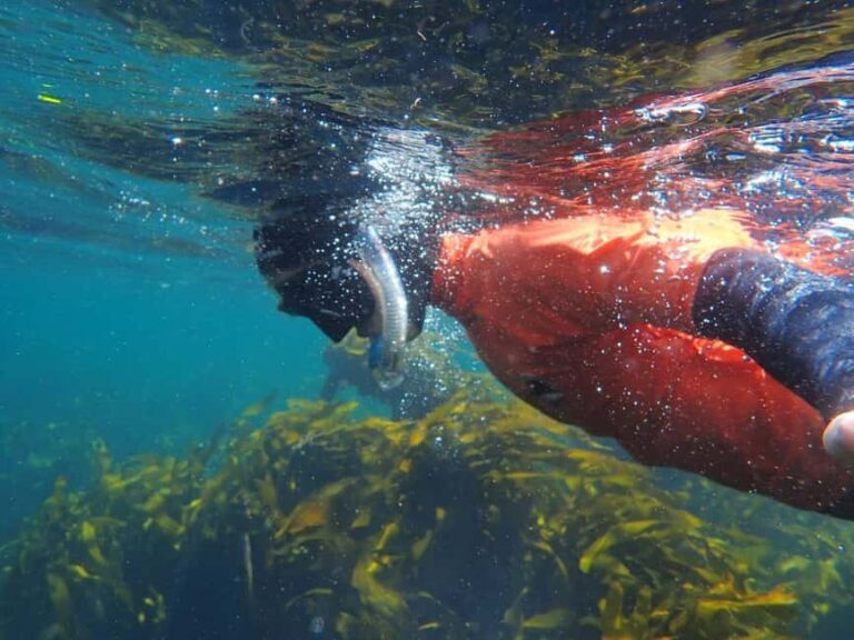 Cape Town: Great African Sea Forest Guided Snorkel - Who Should Consider This Tour?